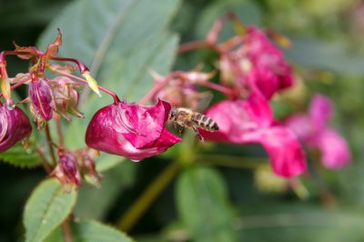 Herbal Soil - A Little Buyer's Guide