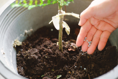 Goed zaaien en planten in de kruidentuin