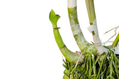 Hoe kan schimmel worden onderscheiden van mycelium in koningsoesterzwammen?