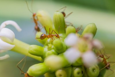 Kruipspindel als klimgroen - een aantrekkelijk alternatief