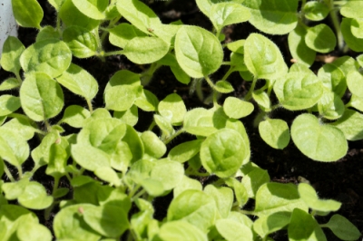 Hoe potplanten en trucs overwinteren