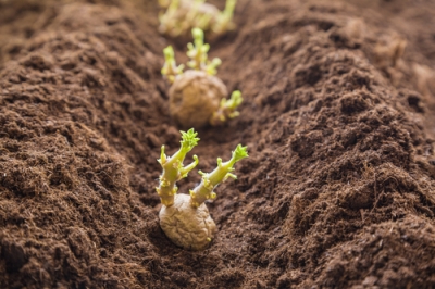 Lava-mulch - kwantumsprong voor de hobbytuin en trucs