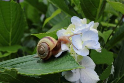 Liguster planten - waar moet u op letten?