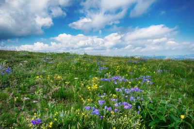 Texturen en symboliek, De bladeren van de lindeboom - vormen