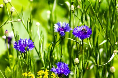 Lotusbloem als kamerplant - ook mooi in potten