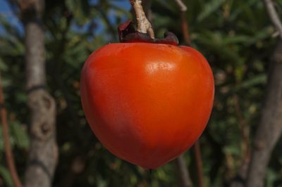 Relevante soorten maden in de tuin