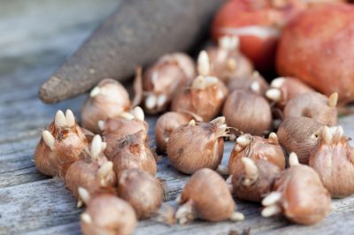 Hoeveel soorten zijn er van Mammillaria?