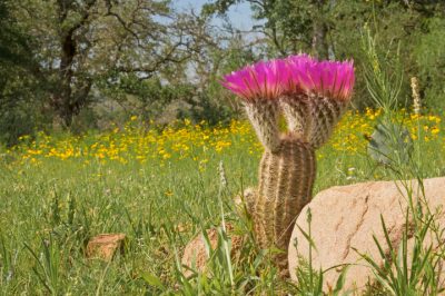 Hoe kunnen mediterrane planten overwinteren?