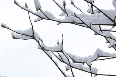 Meloenpeer - om deze redenen is snoeien logisch