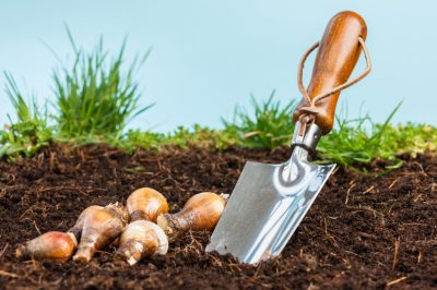 Een minivijver maken: welke planten zijn geschikt?