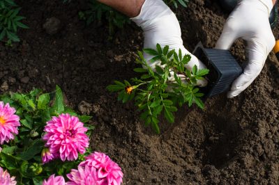 Moet je planten water geven voor of na het bemesten?