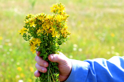 Deze planten verdienen voor het beplantingsplan een plek in de natuurtuin