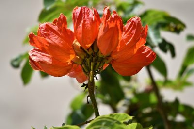 Nordmann-sparrenwortels - zo groeit de boom in de aarde