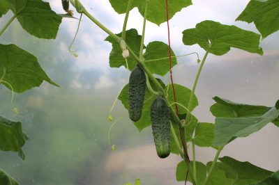 Gunstige insecten in de tuin - dit is hoe je de helpers regelt