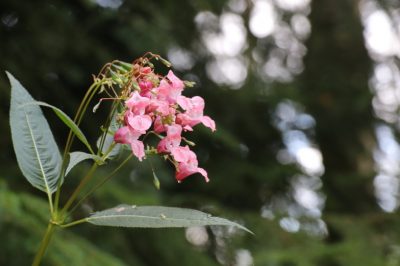 Een origineel privacyscherm kan de tuin visueel verbeteren