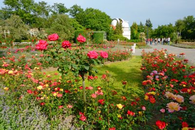 Echte meeldauwresistente phlox-variëteiten