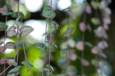 Moet je de pilea doorsnijden?