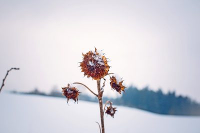 Een goede verzorging van een sleutelbloem: het hangt ervan af!