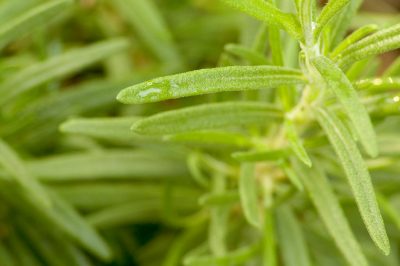 Hoe gazonzaden op de juiste manier te planten
