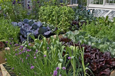 Reuze ui (bot. Allium giganteum) planten en trucs