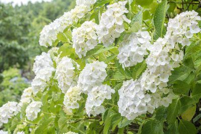 Gebruik schorsmulch op vaste planten - zo is het logisch