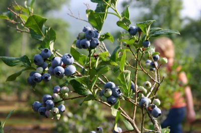 Ontruim de tuin van een robinia