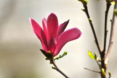 Robinia-hout als brandhout? - Een goede keuze