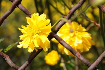 Rozenbed: welke begeleidende planten zijn geschikt?