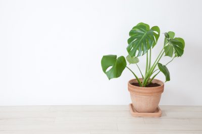 Is de schaambloem giftig of ongevaarlijk?