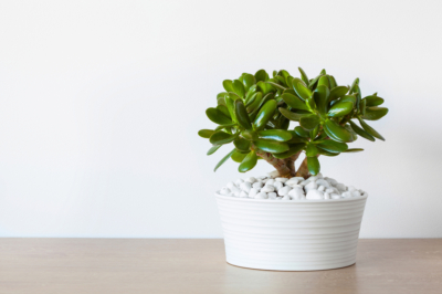 Hoe bemest je thuja-smaragd op de juiste manier?