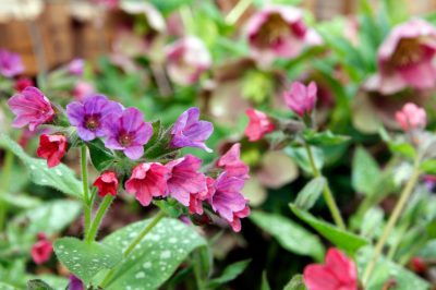 Een meerjarige tuin creëren - de beste tips