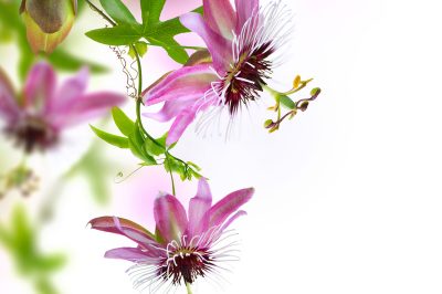 Goede verzorging van de kruidachtige lobelia