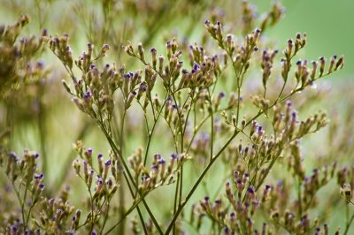 Een stenen trog planten: instructies en ideeën