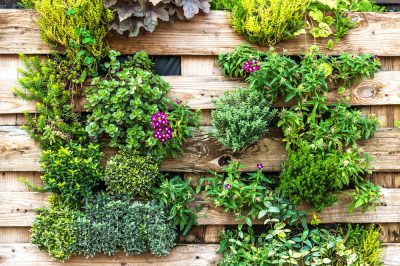 Hoe struiken en trucs te planten