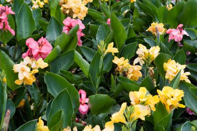 Eeuwige bloemen: planten en verzorgen