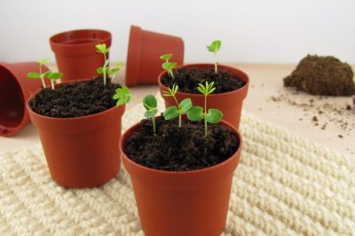 Goede groei - geschikte planten in het zoete aardappelveld, Goede buren