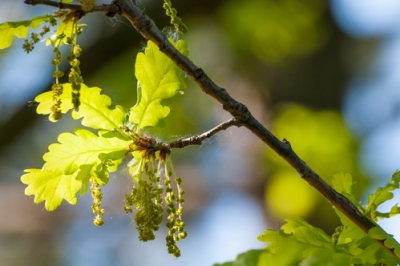 Zomerfruit uit de vriezer: zoete kersen invriezen