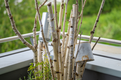 Een furieuze blikvanger voor de tuin - de zakdoekenboom