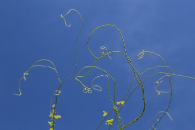 Hoe zorg je voor Thuja Brabant?