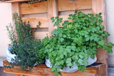 Helpt Epsom-zout wanneer Thuja bruin wordt?