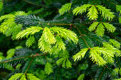 Thuja wordt geel - de levensboom krijgt gele tips