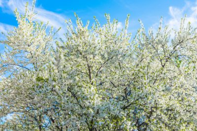 Kosten voor het knippen van een thuja-haag