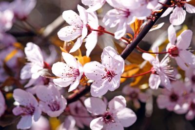 Overwintering van de trompetbloem - wanneer heeft deze bescherming nodig?