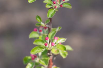 Hoe groot wordt een tulpenboom?