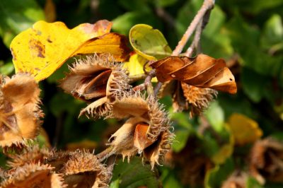 Hoe u uw voortuin met stijl kunt ontwerpen - ideeën voor herbeplanting