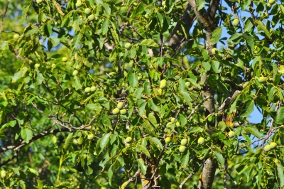 Maak de voortuin aan de noordkant mooi - plantideeën