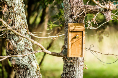 Een walnotenboom trekken - stapsgewijze instructies