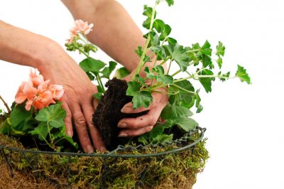 Nieuwe aardappelen: wanneer mogen de heerlijke knollen uit de grond komen?