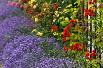 Hoe de weigela en trucs te planten