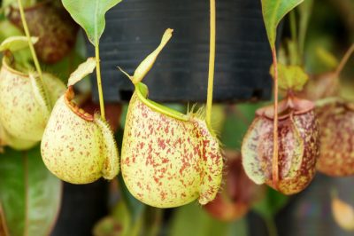 Hoe te voorkomen dat wespen nesten bouwen